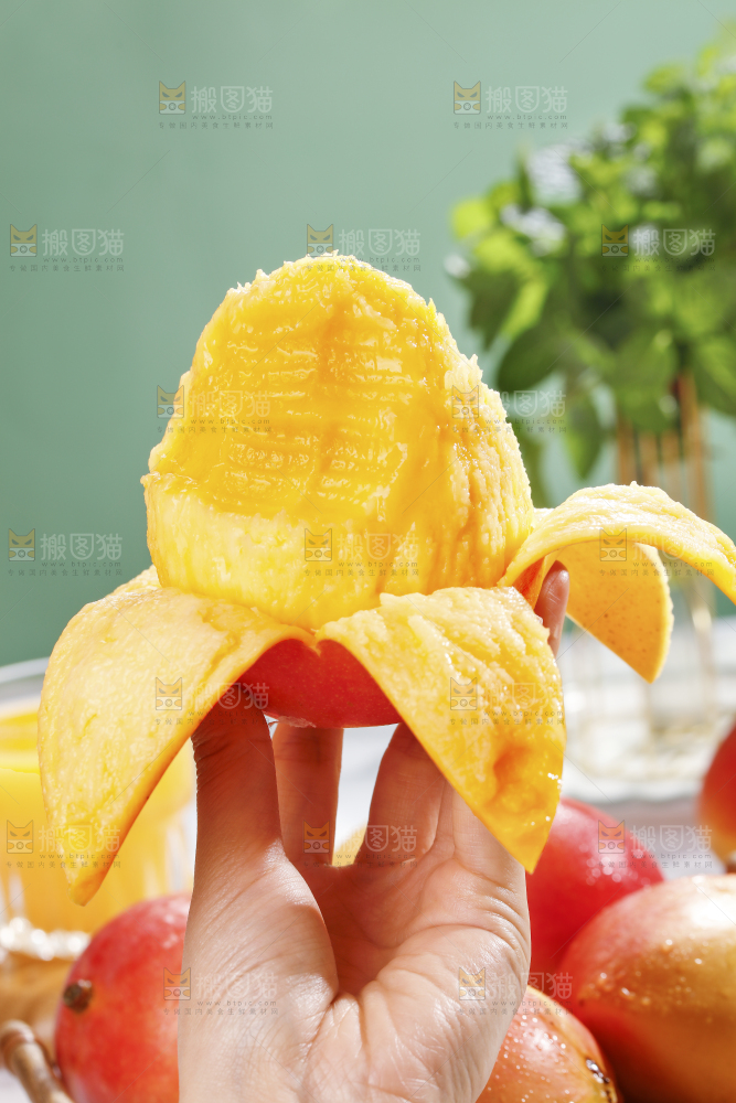 浅底上的澳芒