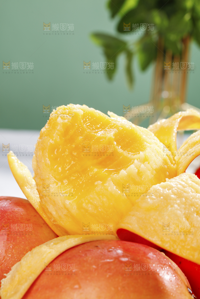 浅底上的澳芒