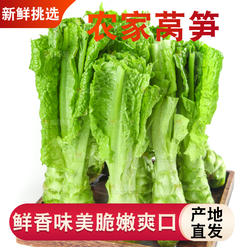 白底上的新鲜莴笋
