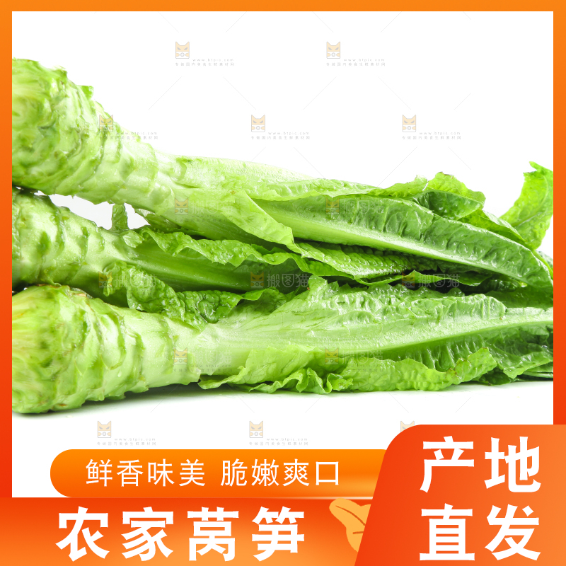 白底上的新鲜莴笋