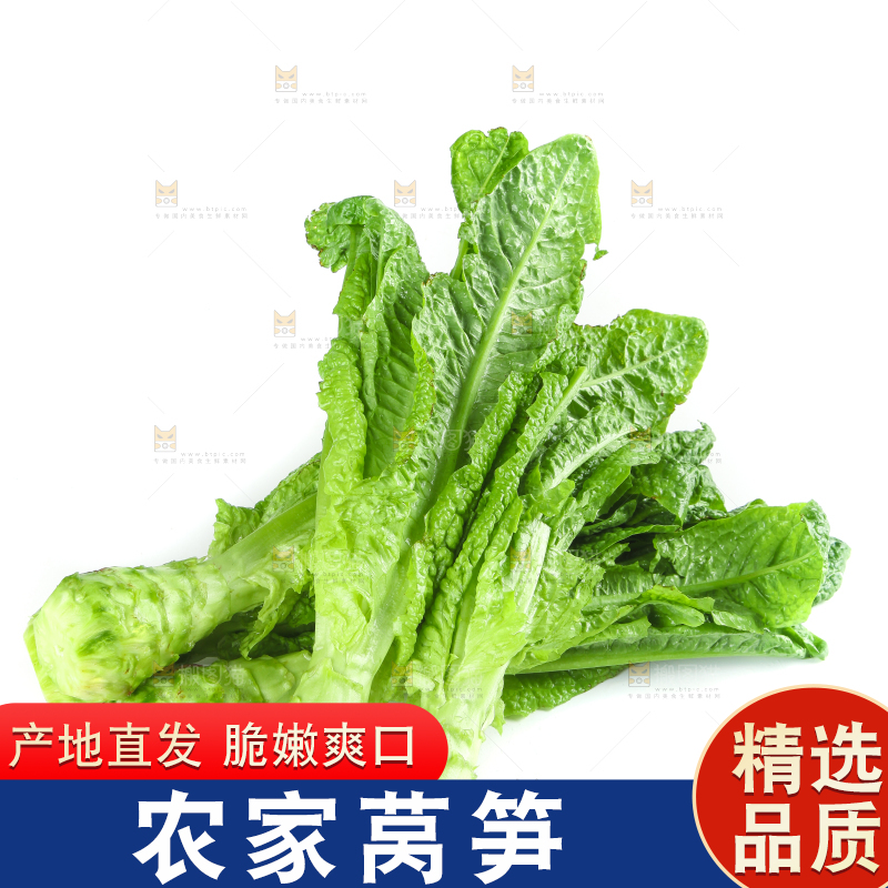 白底上的新鲜莴笋