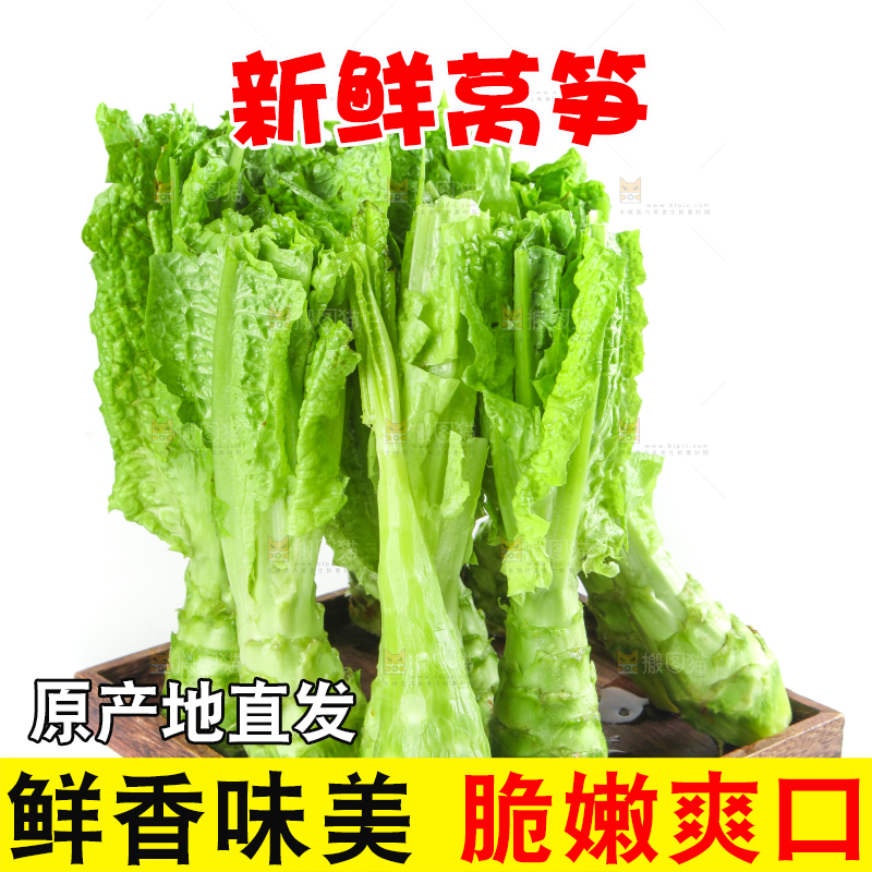 白底上的新鲜莴笋