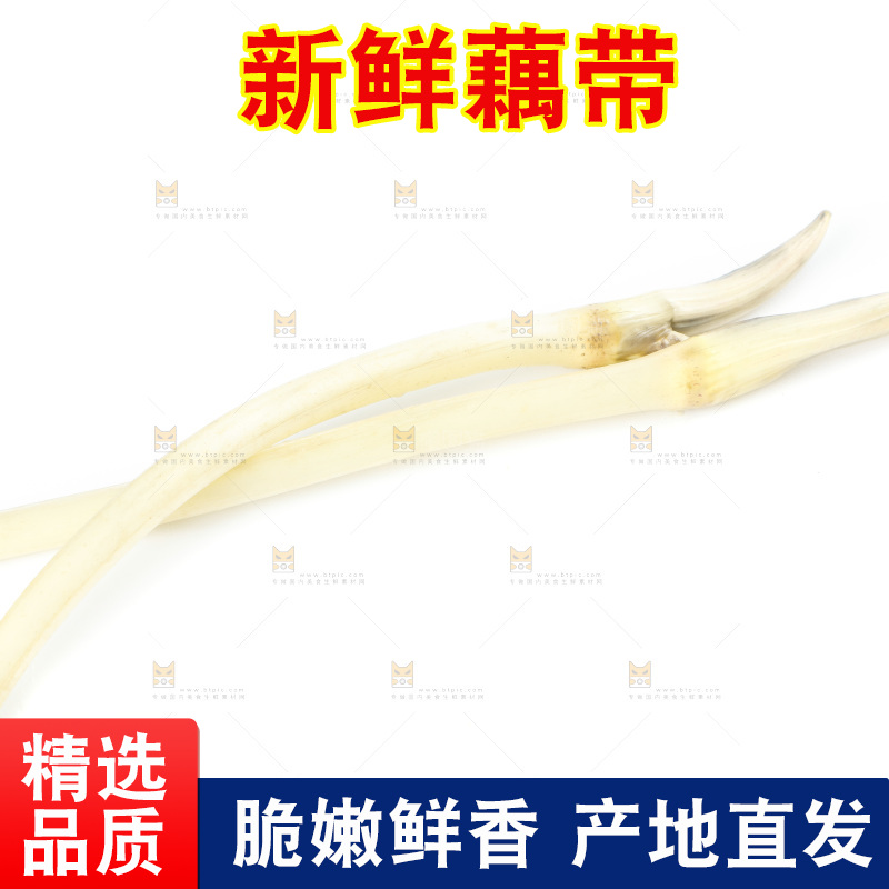 白底上的新鲜藕带
