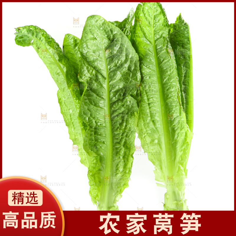 白底上的新鲜莴笋