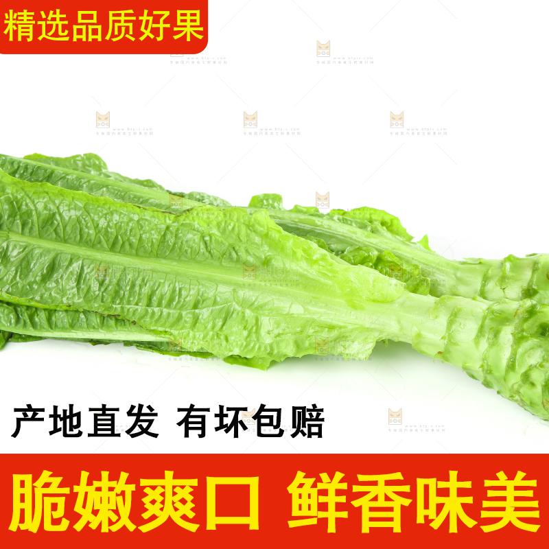 白底上的新鲜莴笋