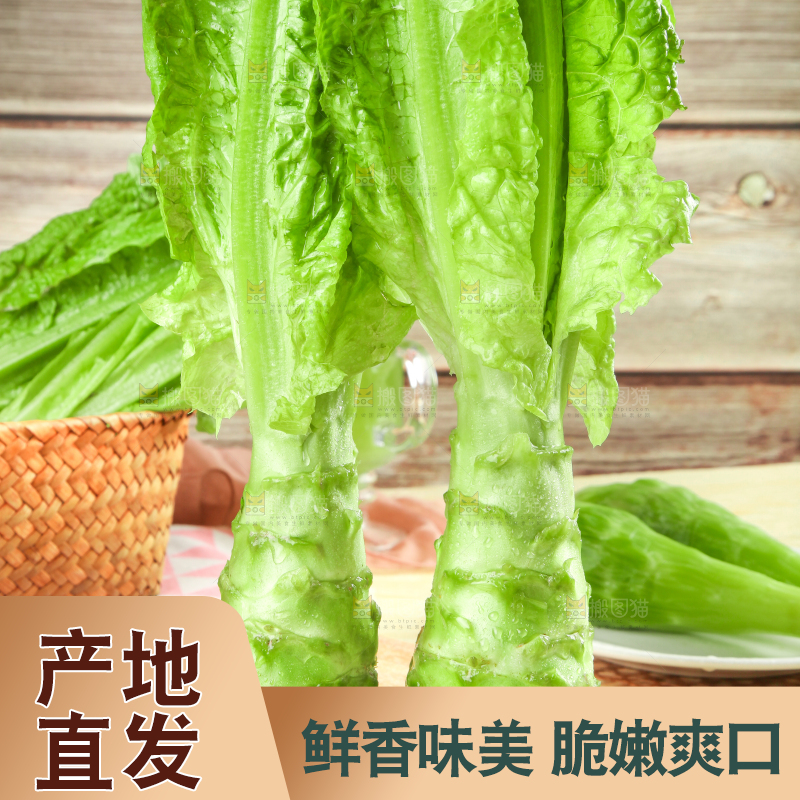 浅底上的莴笋