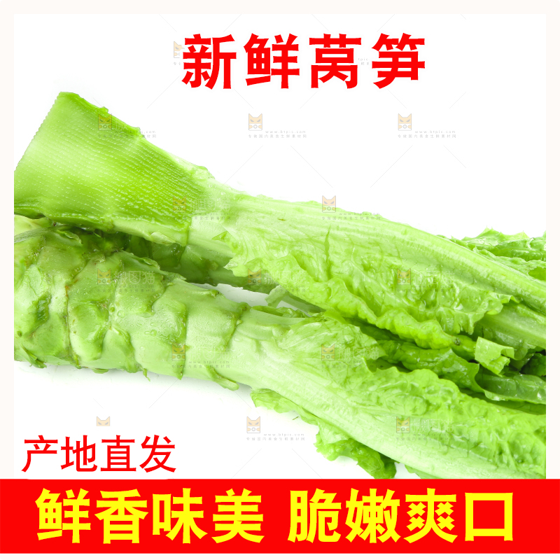 白底上的新鲜莴笋