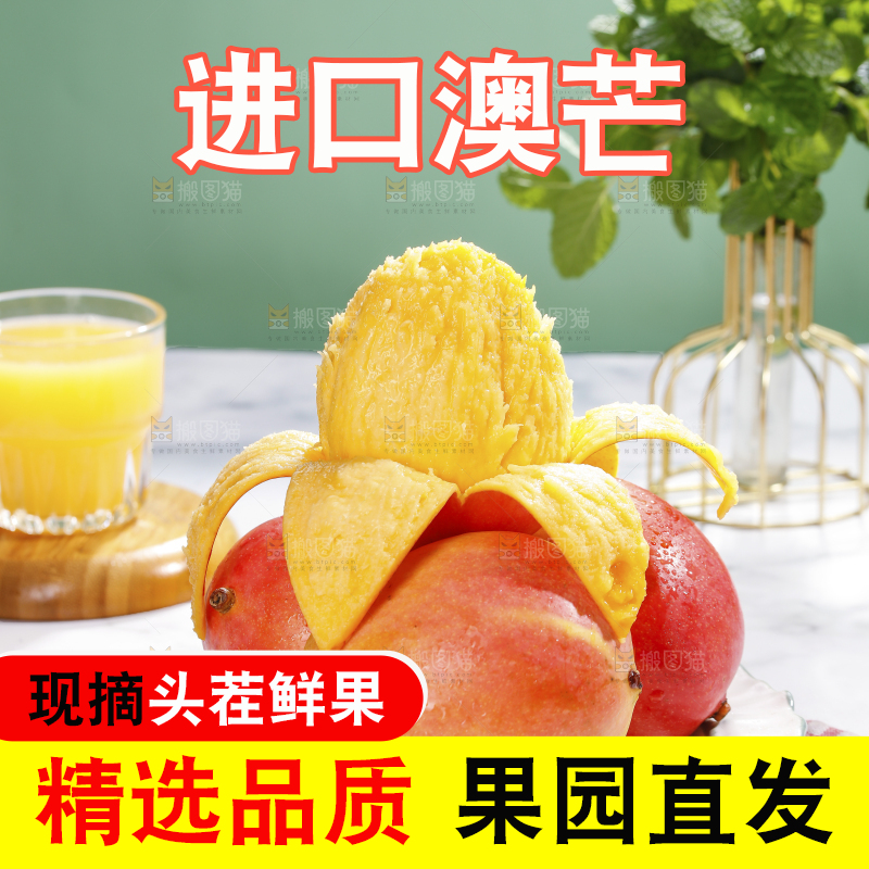 浅底上的澳芒