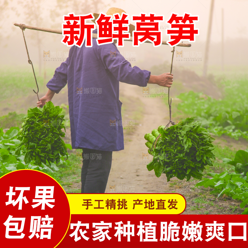 农民挑着现摘莴笋