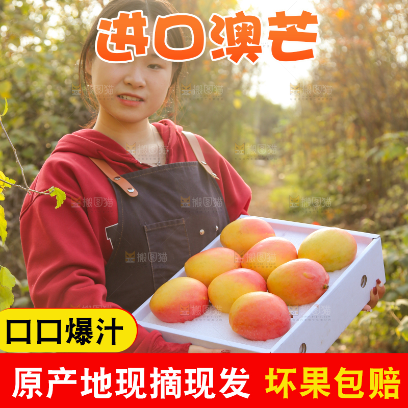 手里拿着新鲜澳芒