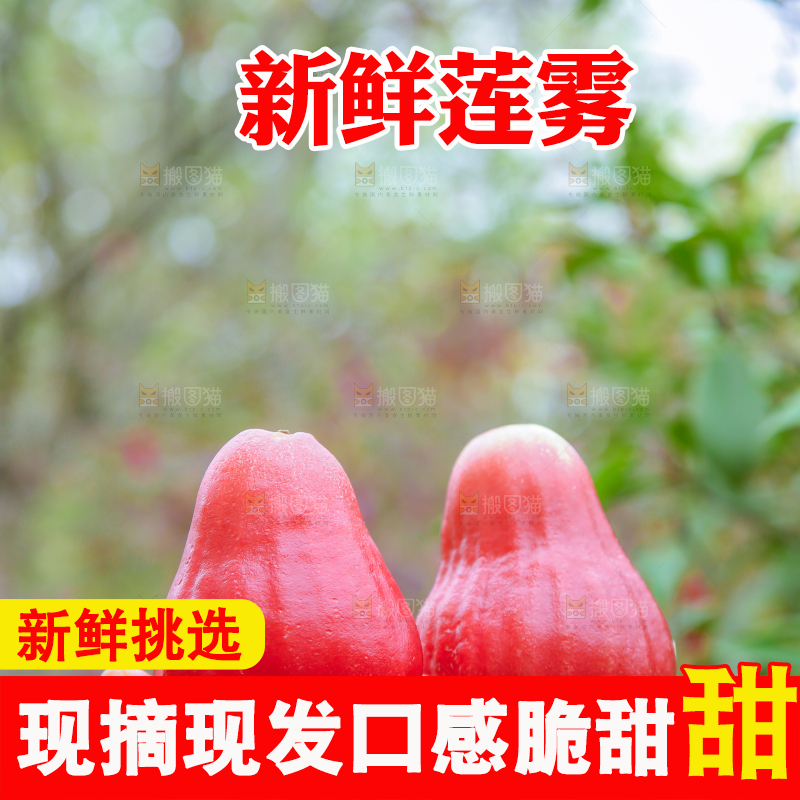 手里拿着黑金刚莲雾