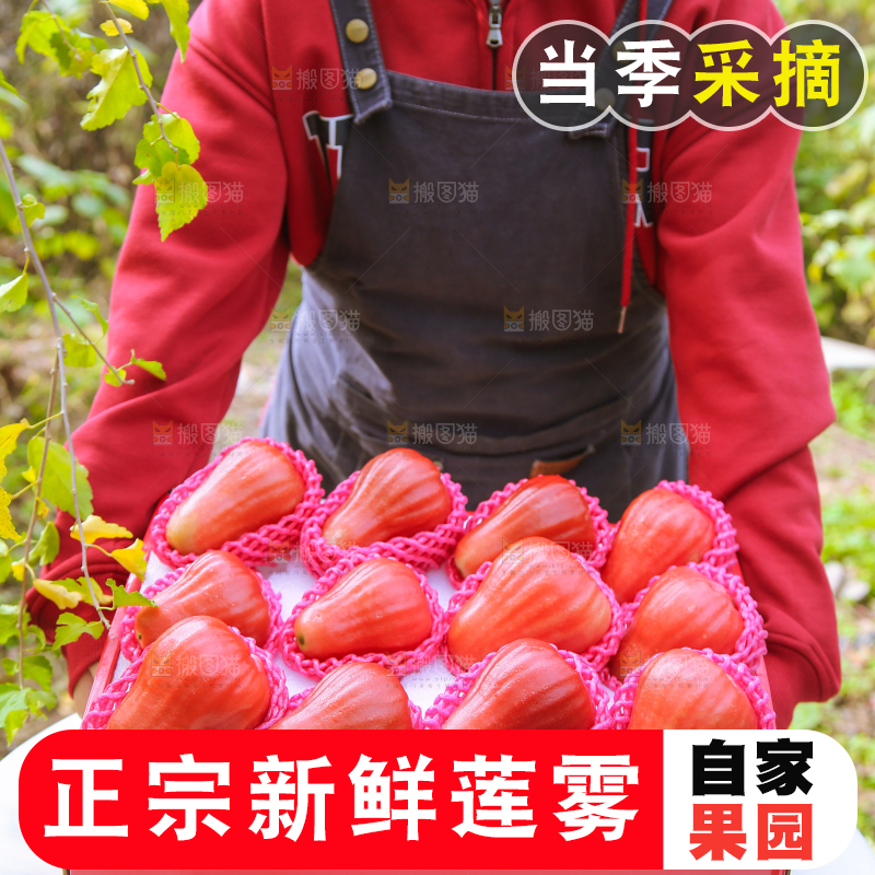 手里拿着黑金刚莲雾