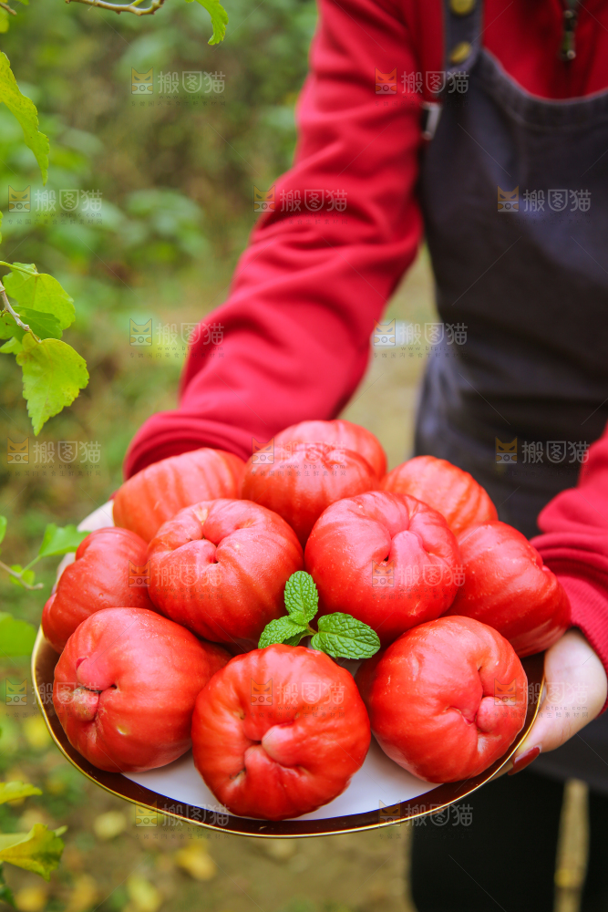 手里拿着黑金刚莲雾
