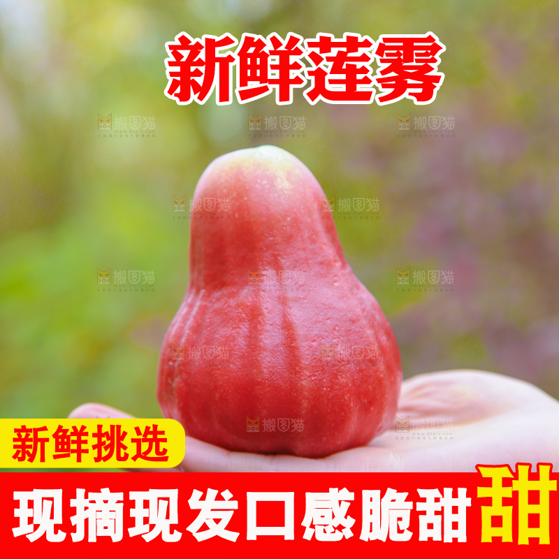 手里拿着黑金刚莲雾
