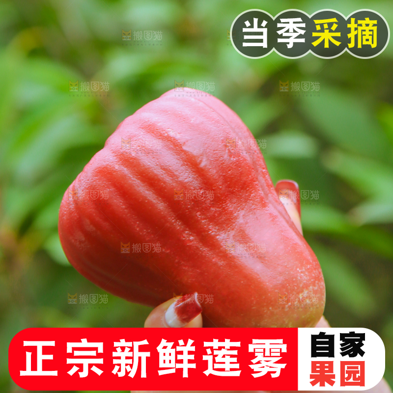 手里拿着黑金刚莲雾