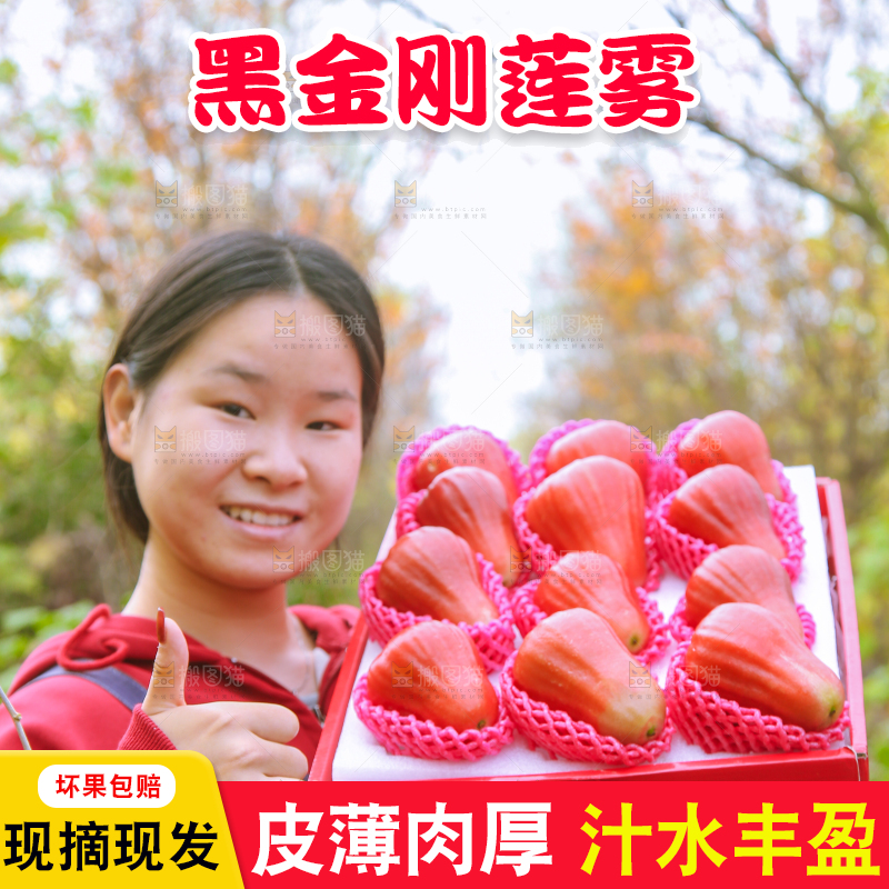 手里拿着黑金刚莲雾