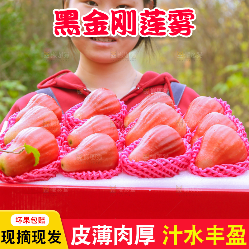手里拿着黑金刚莲雾