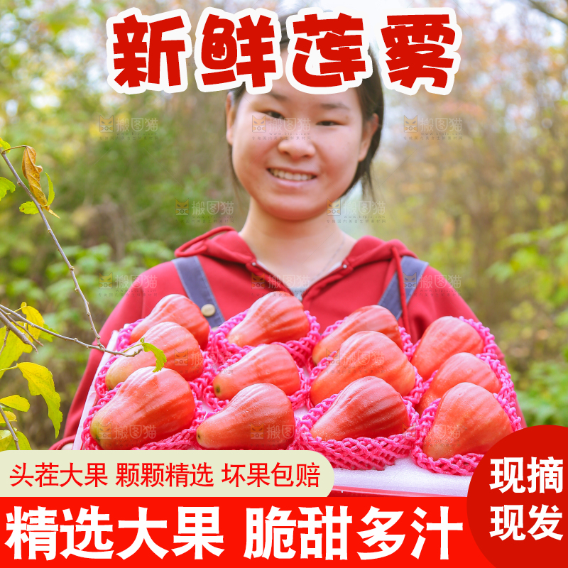 手里拿着黑金刚莲雾
