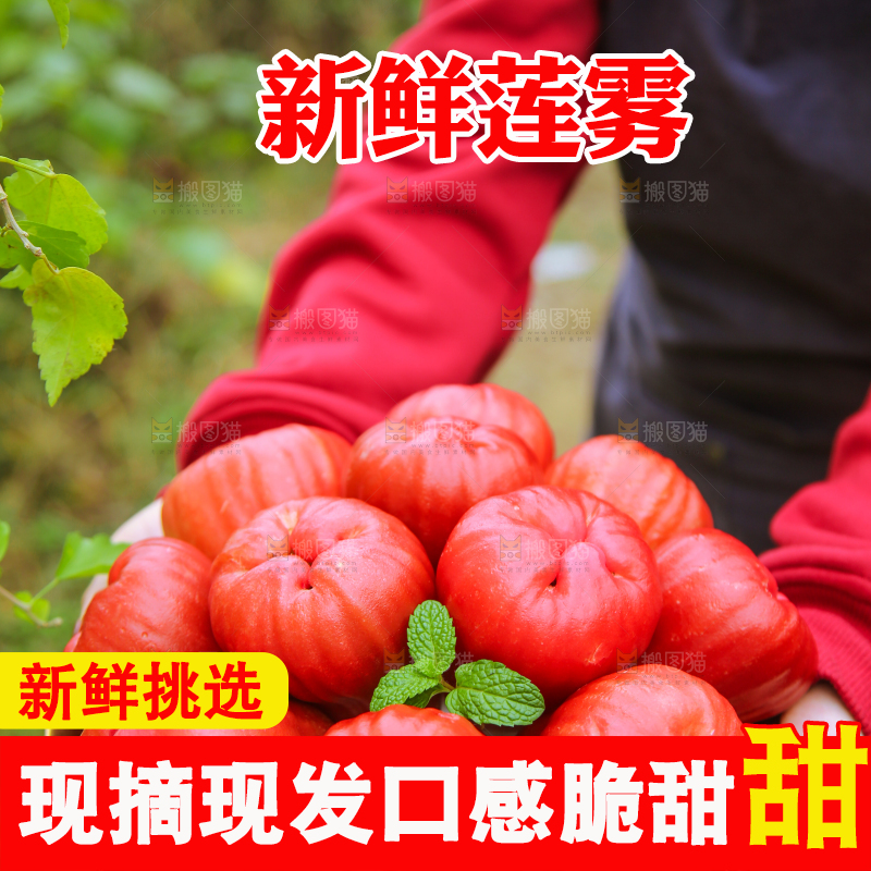 手里拿着黑金刚莲雾
