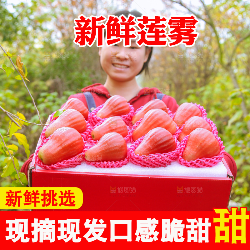 手里拿着黑金刚莲雾
