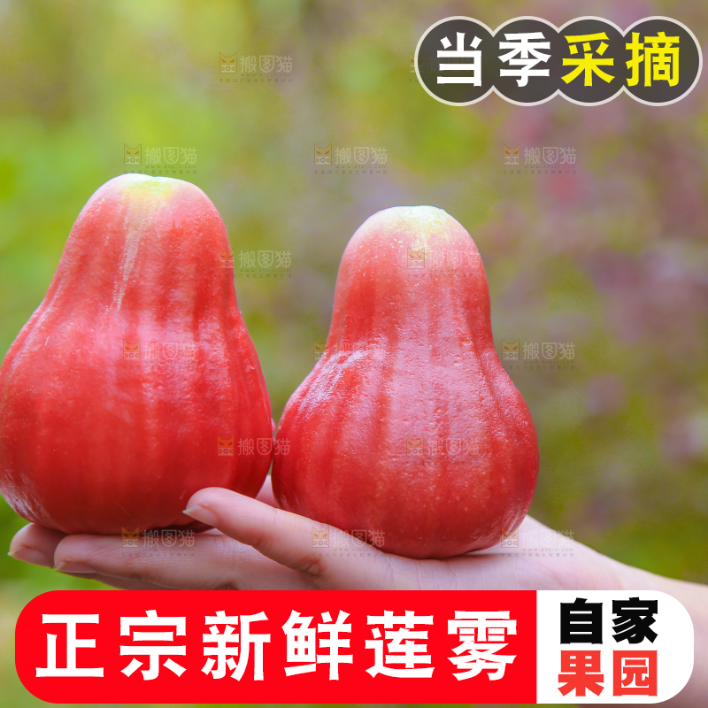 手里拿着黑金刚莲雾
