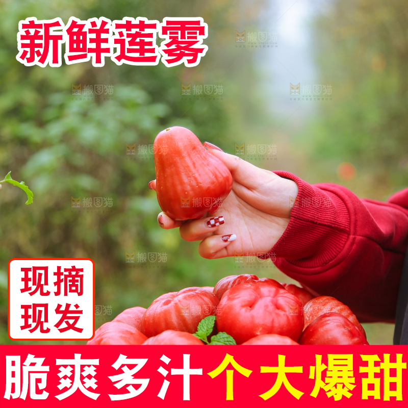 手里拿着黑金刚莲雾