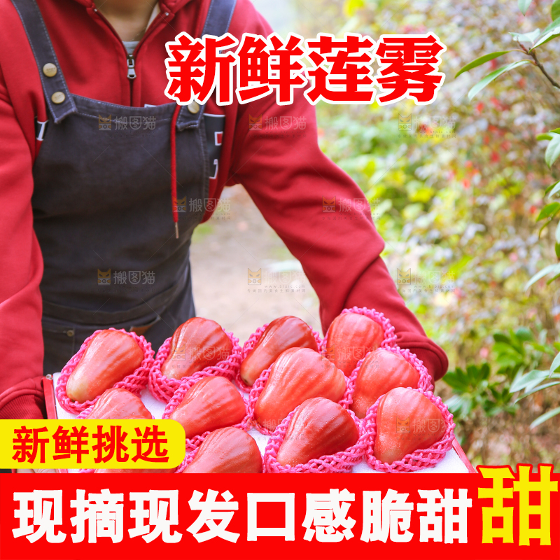 手里拿着黑金刚莲雾