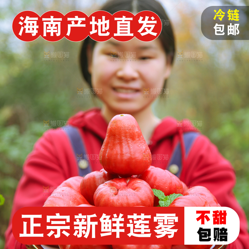 手里拿着黑金刚莲雾