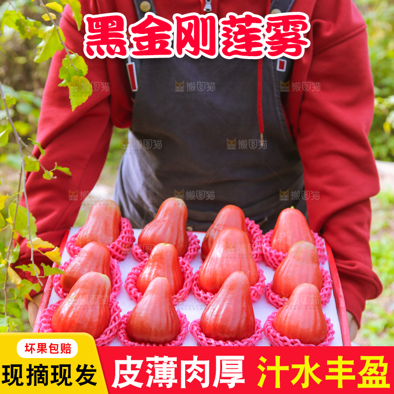 手里拿着黑金刚莲雾