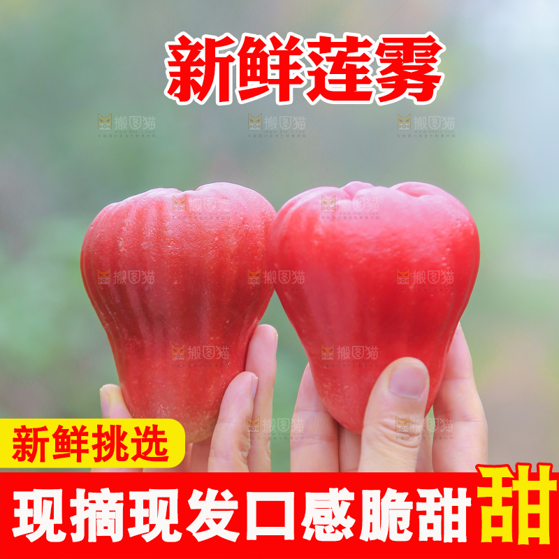 手里拿着黑金刚莲雾