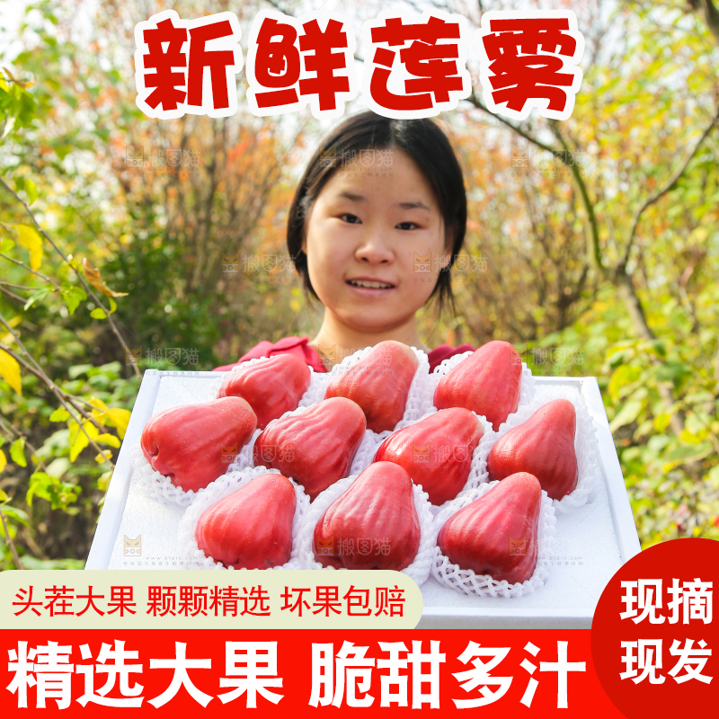 手里拿着黑金刚莲雾