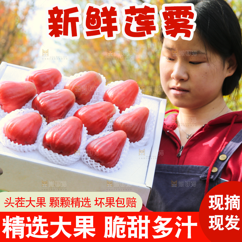 手里拿着黑金刚莲雾