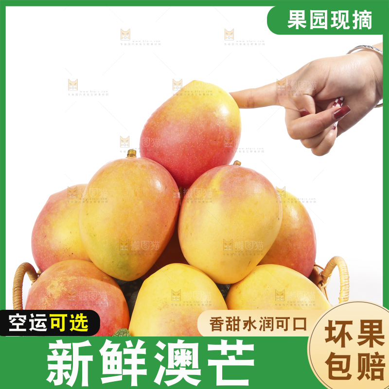 白底上的澳芒