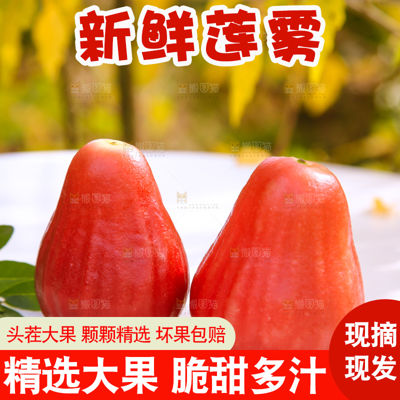 浅底上的莲雾