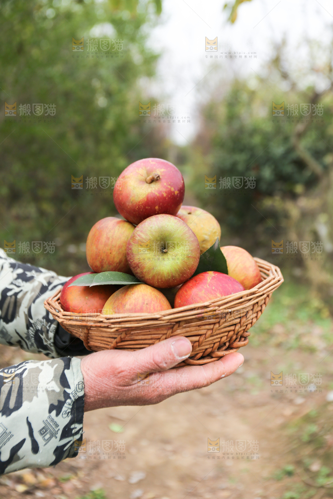手里拿着昭通丑苹果