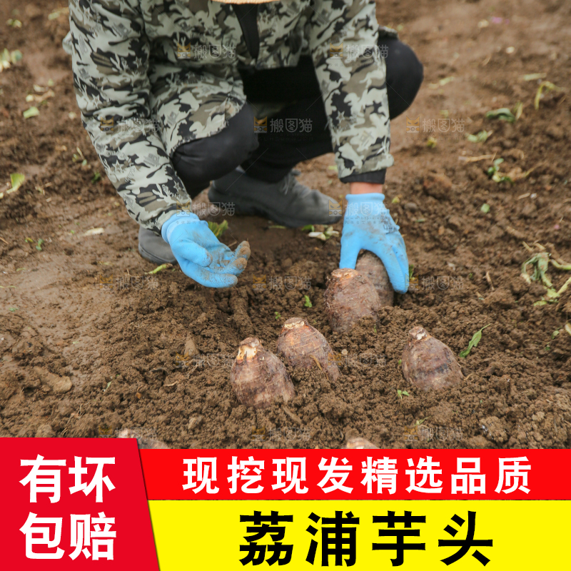 手里拿着荔浦芋头