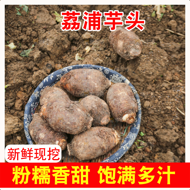 地里的荔浦芋头