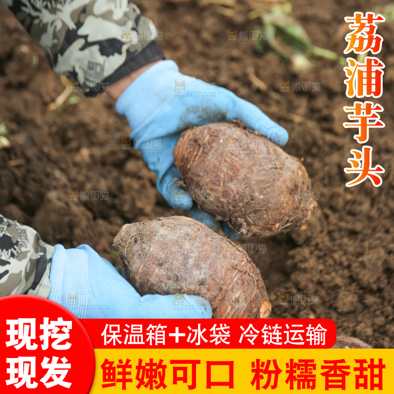 手里拿着荔浦芋头