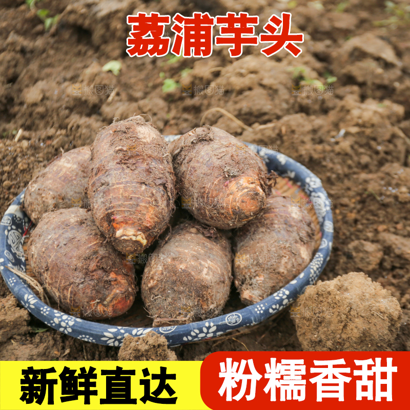 地里的荔浦芋头
