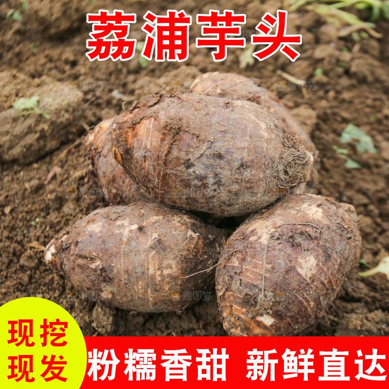 地里的荔浦芋头