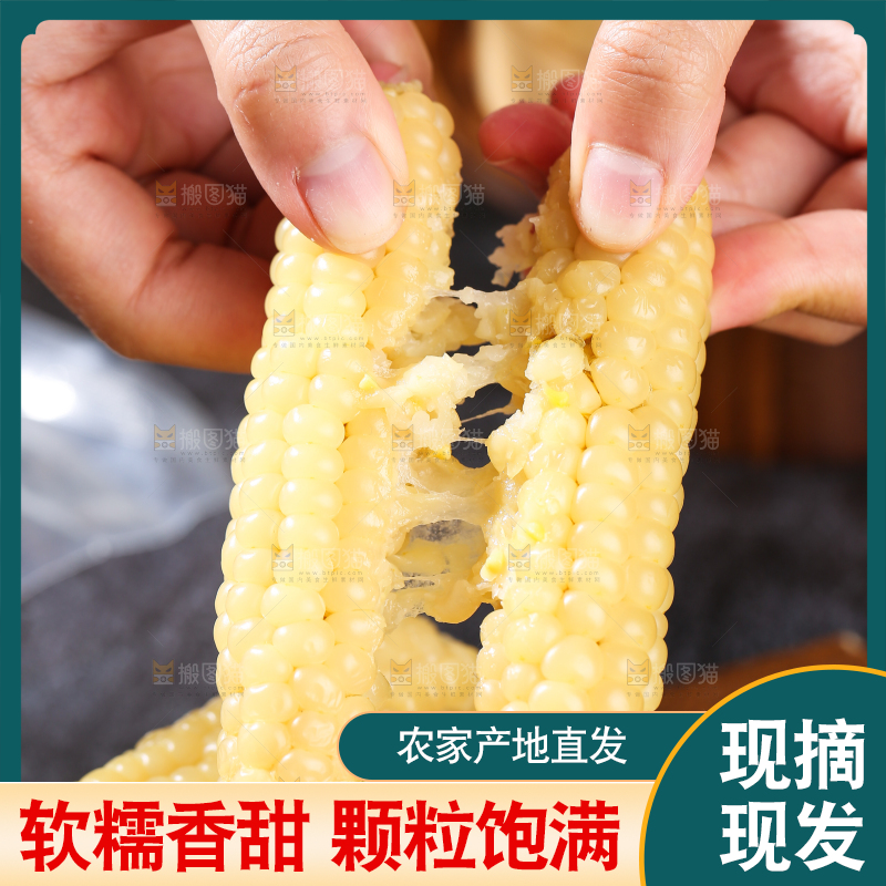 深底上的拇指小玉米