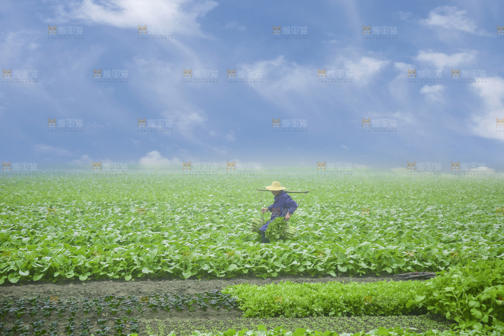 农民挑着现摘莴笋