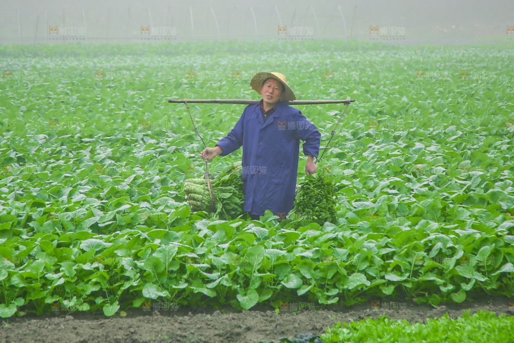农民挑着现摘莴笋