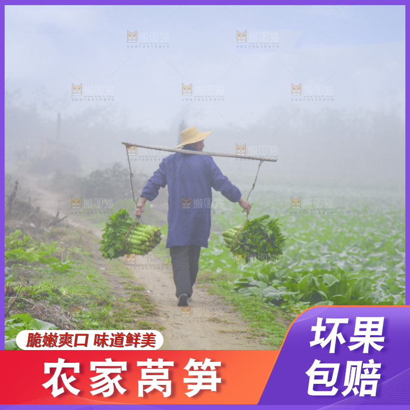 农民挑着现摘莴笋