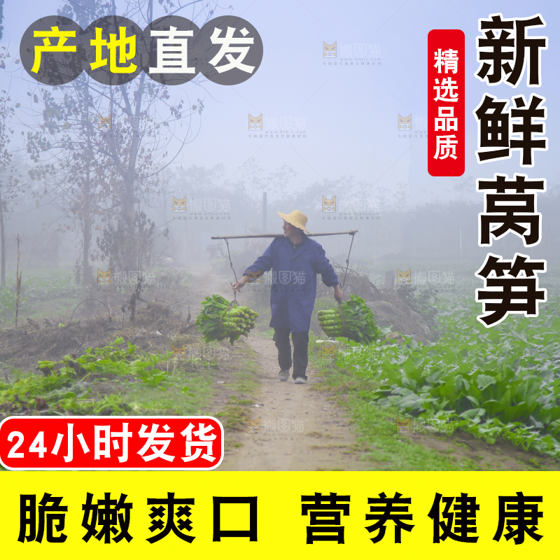农民挑着现摘莴笋