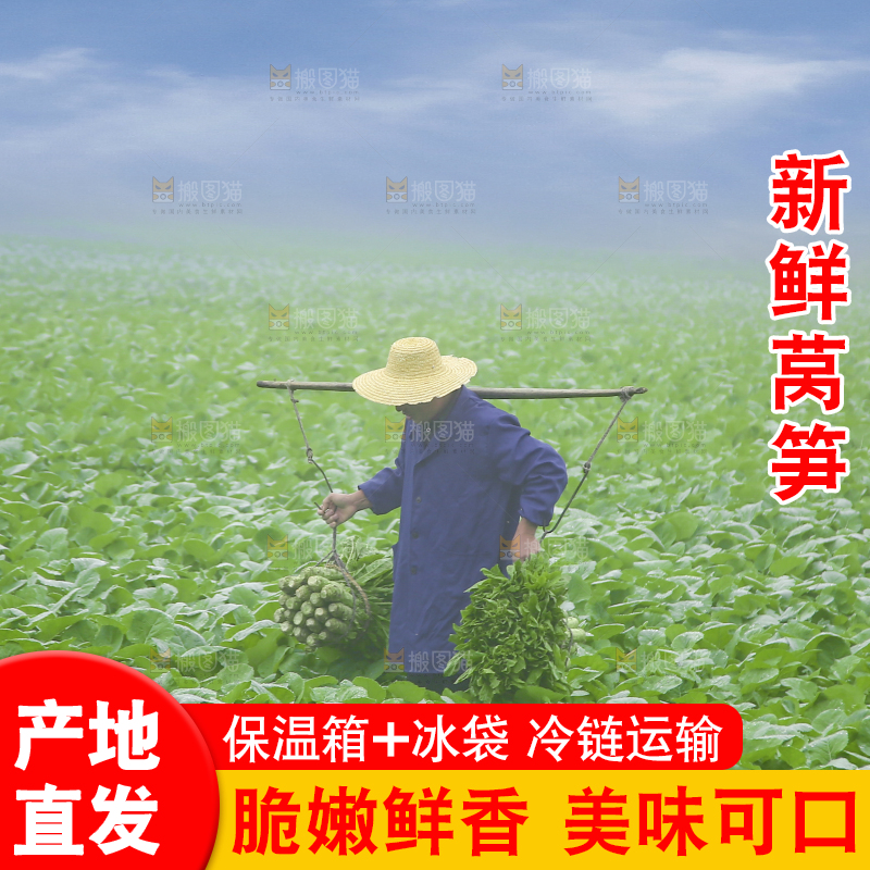 农民挑着现摘莴笋