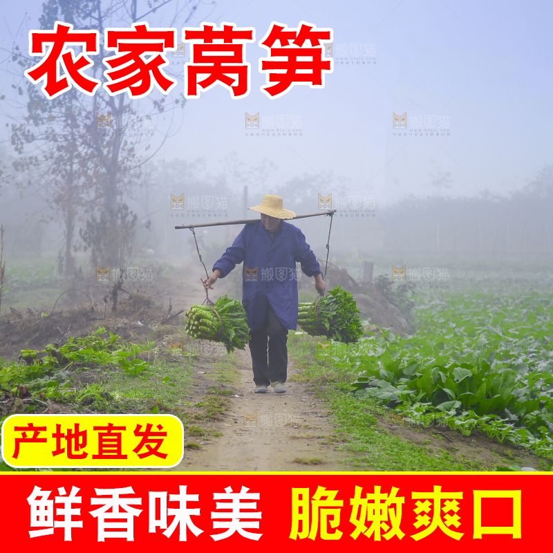 农民挑着现摘莴笋