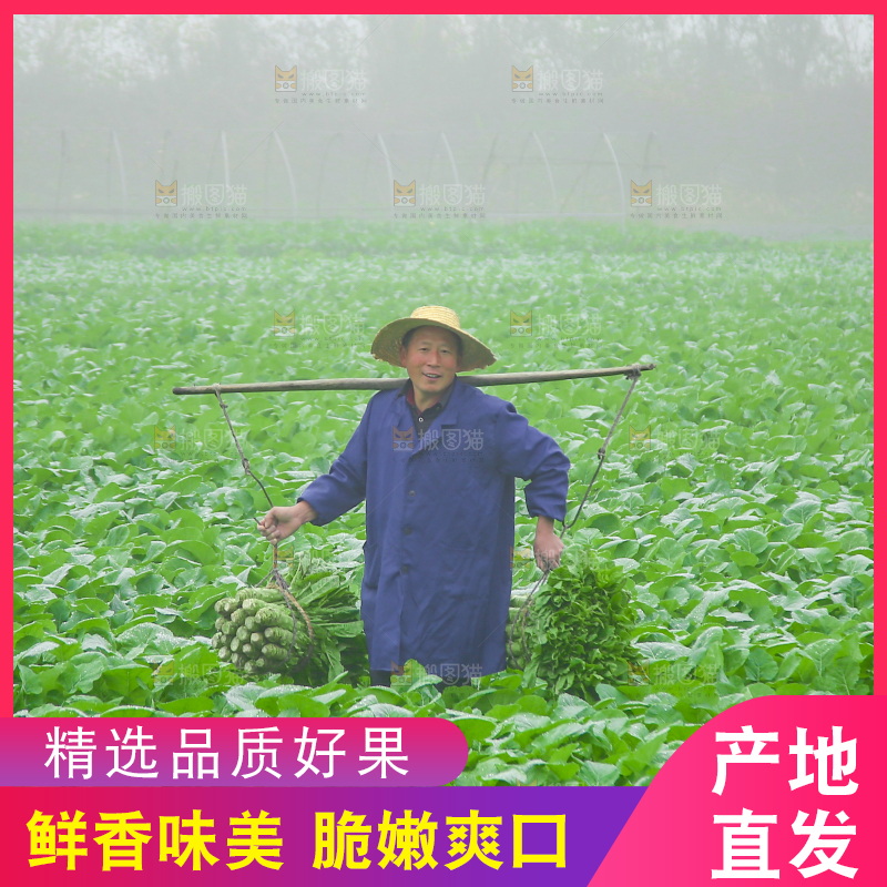 农民挑着现摘莴笋
