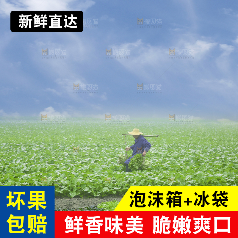 农民挑着现摘莴笋