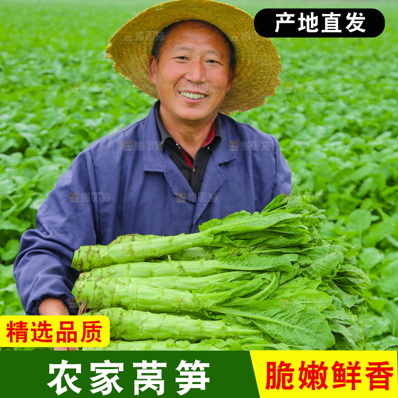 手里拿着新鲜莴笋